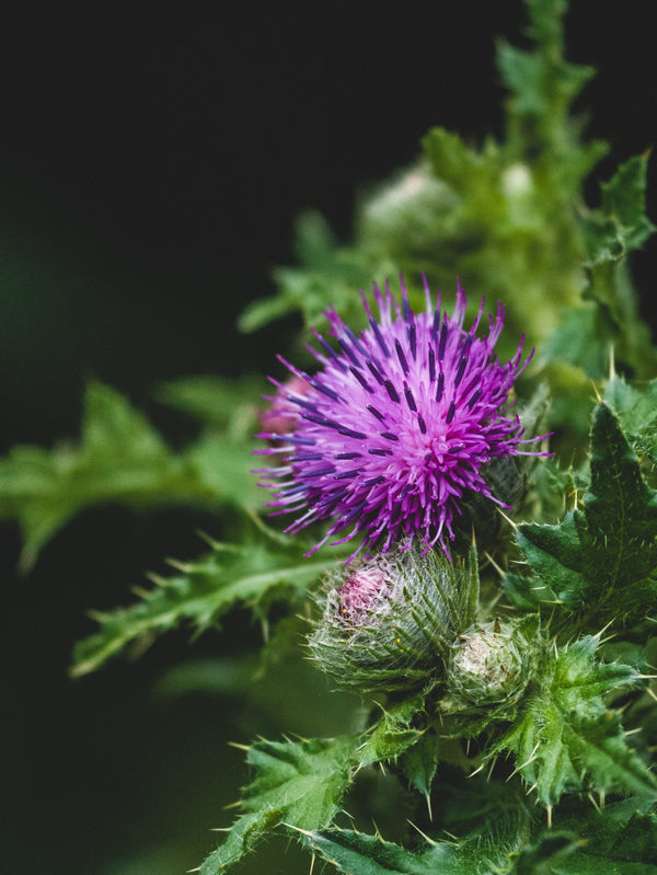 Milk Thistle (80% Silymarin)
