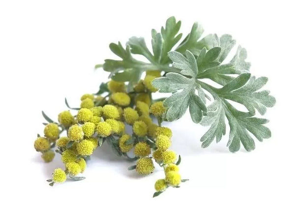 Wormwood Extract