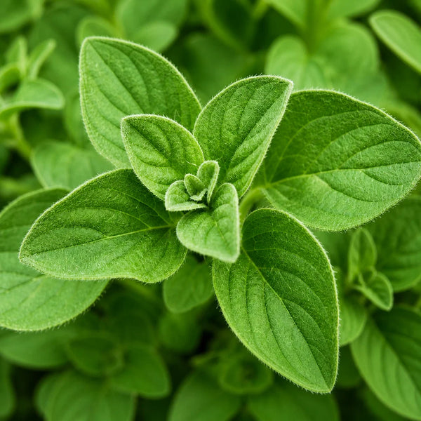 Oil of Oregano (Carvacrol)