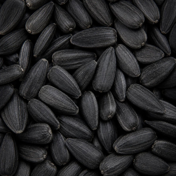 Black Seed Oil